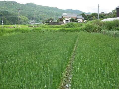 琉球い草田んぼの風景