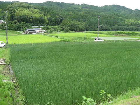 琉球い草田んぼの風景４