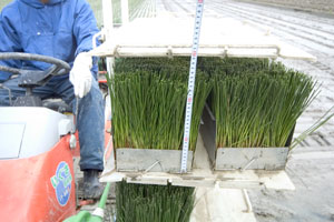 田植機にセットされた苗