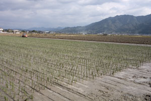 い草田んぼの風景