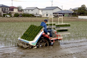 田植え中