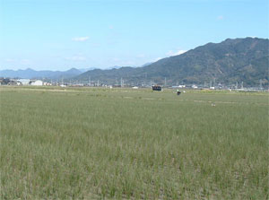 い草田んぼの風景