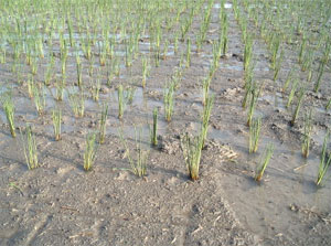 根を伸ばすい草