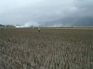い草田んぼの風景
