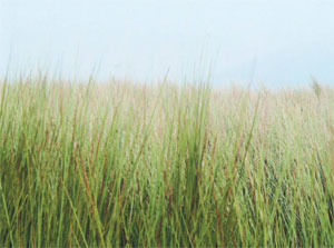 のびきったい草