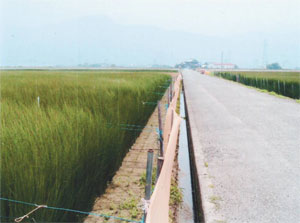 のびきったい草2