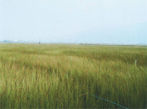 い草田んぼの風景