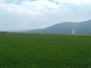 い草田んぼの風景