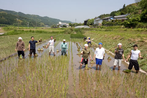 琉球い草の苗植え