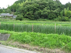琉球い草田んぼの風景３