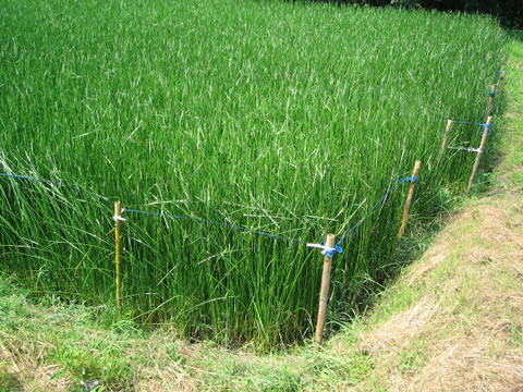 琉球い草田んぼの風景