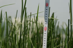 琉球い草の長さ