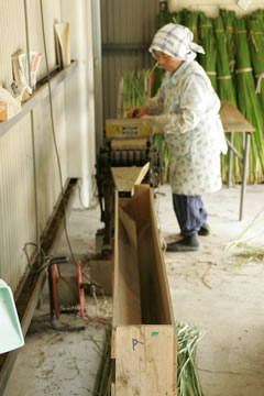 琉球い草の分割作業