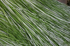 割かれた琉球い草