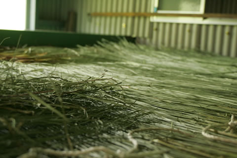 乾燥中の琉球い草