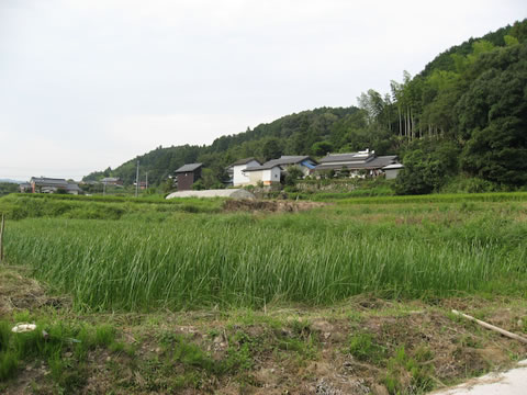 琉球畳ー刈り取り後