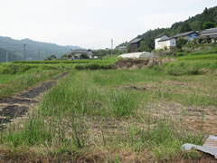 琉球畳-刈り取り直後2