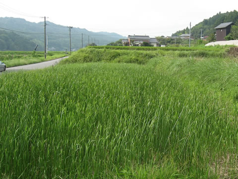 琉球畳-刈り取り後1ヶ月