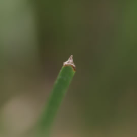 琉球い草の断面