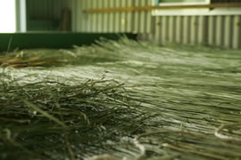 乾燥中の琉球い草