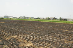 収穫後、い草の株を焼いた畑